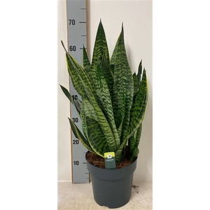 Sansevieria Golden Edge