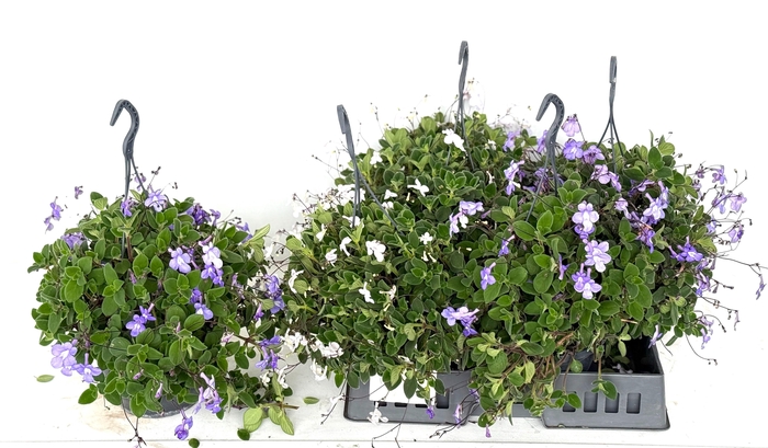 <h4>STREPTOCARP SAXORUM</h4>