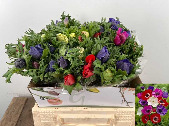 <h4>ANEM CO MAR GEM</h4>