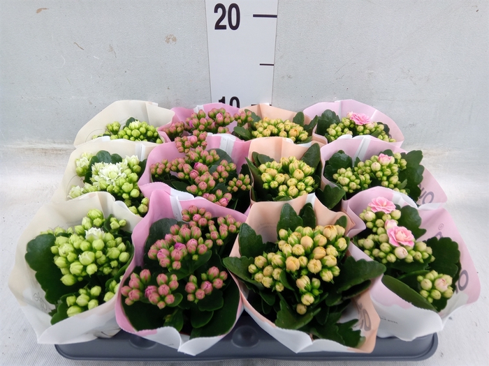 <h4>Kalanchoe blos.   ..rosebud mix  4</h4>