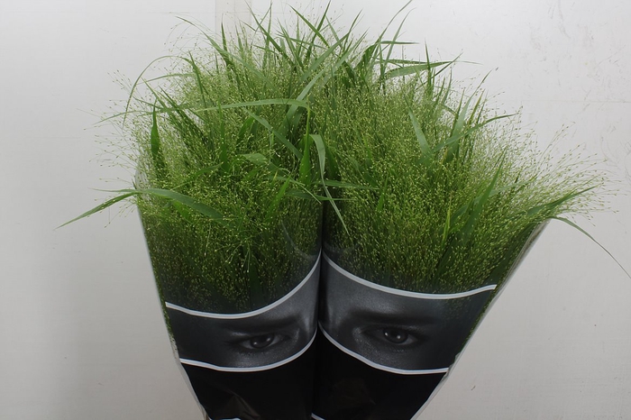 <h4>Panicum Fountain</h4>