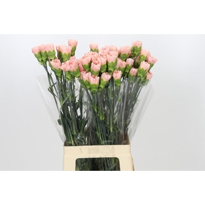 Dianthus St Sarah Pink