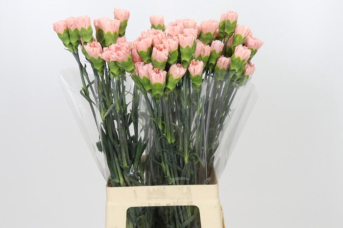 <h4>Dianthus St Sarah Pink</h4>