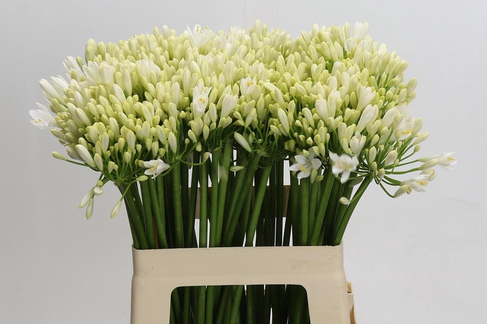 <h4>Agapanthus Gletsjer</h4>