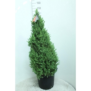 PICEA GL CONICA