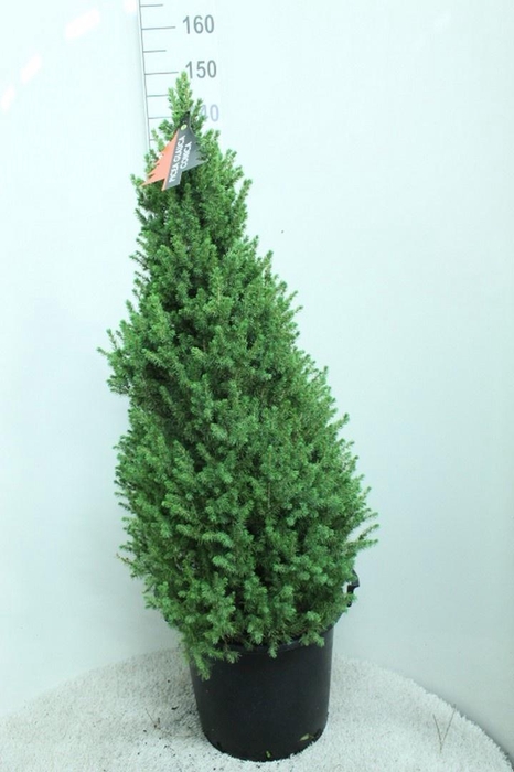 <h4>PICEA GL CONICA</h4>