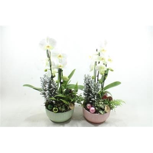 9143 MINT PAARS CASCADE