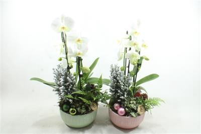 <h4>9143 MINT PAARS CASCADE</h4>