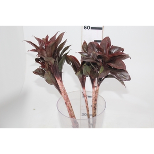FOLHAGEM DRACENA BABY CHOCOLATE