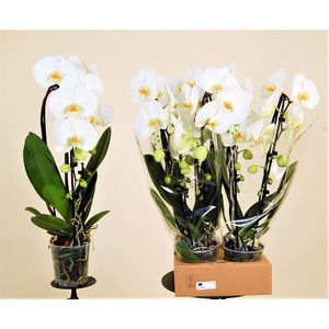 Garyson 2 Tak Cascade