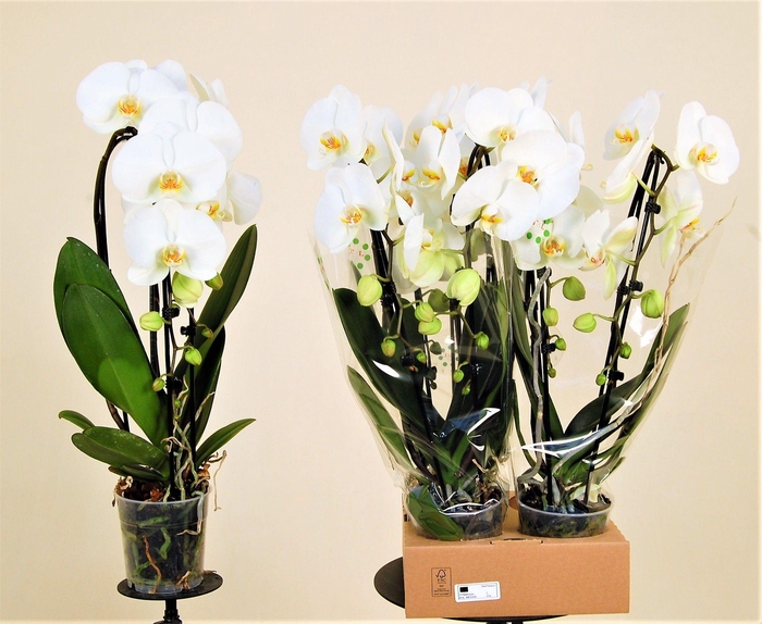 <h4>Garyson 2 Tak Cascade</h4>