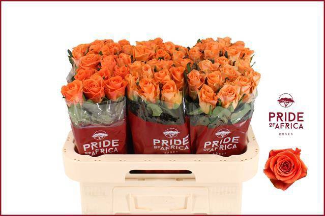 <h4>R GR ON FIRE</h4>