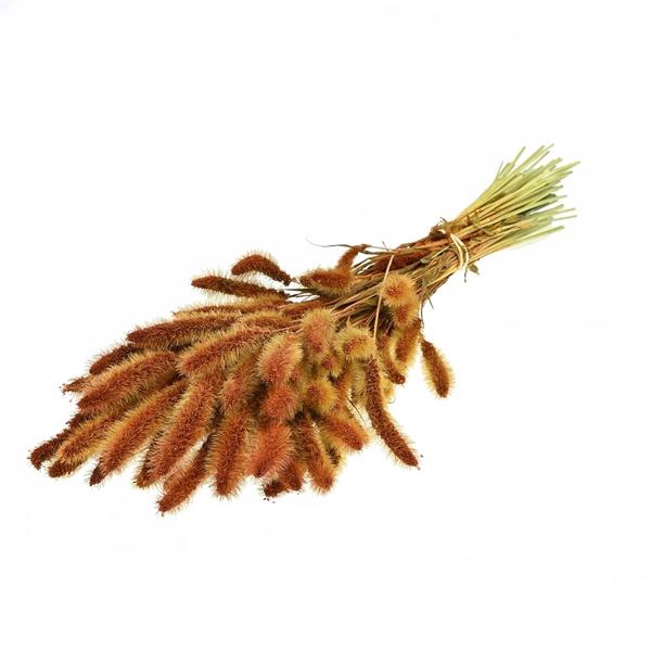 <h4>Setarea Teak</h4>