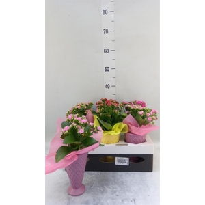 Arr.    Planten  L%
