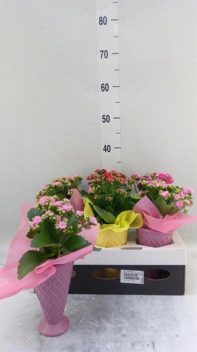 <h4>Arr.    Planten  L%</h4>