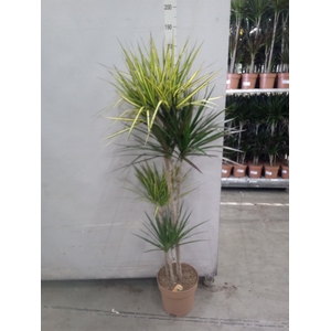 Dracaena   ...mix