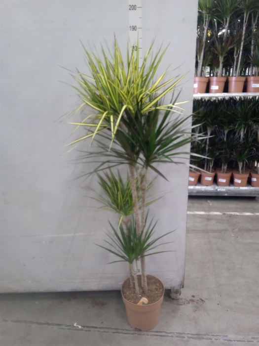 <h4>Dracaena   ...mix</h4>