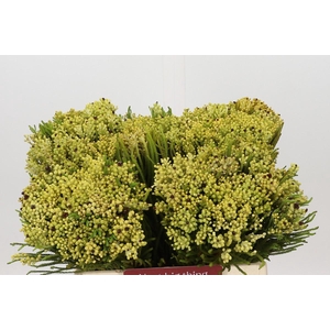 Kaaps Groen Berzelia Yellow