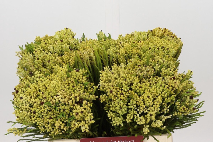 <h4>Kaaps Groen Berzelia Yellow</h4>