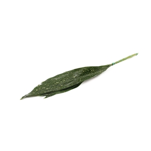 Aspidistra Milky Way 50cm