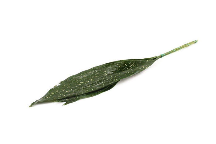 <h4>Aspidistra Milky Way 50cm</h4>