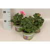 Pelargonium zonale Raiko light Lilac Purple Eye