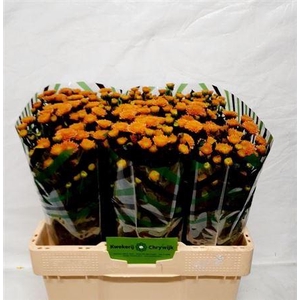 Chr S Ellison Salmon