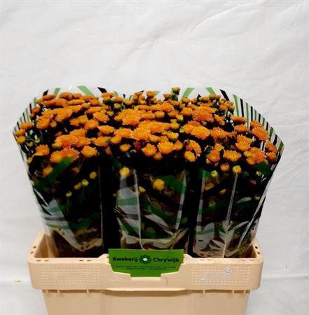 <h4>Chr S Ellison Salmon</h4>