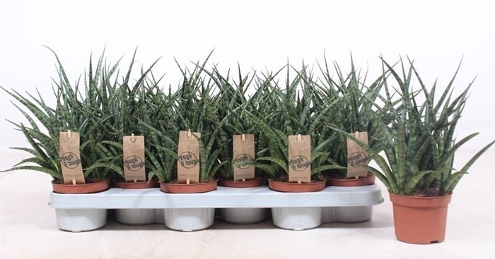 <h4>Sansevieria  'Fernwood'</h4>