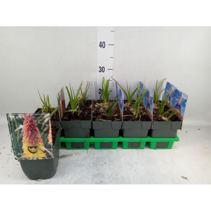 <h4>Kniphofia uvaria</h4>