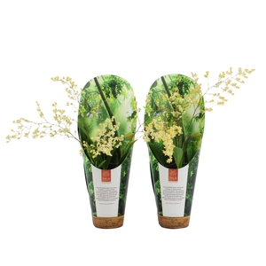 Inca Oncidium Twinkle 2-3 spike 9cm luxury jungle cover