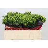 Hypericum Lucky Romance