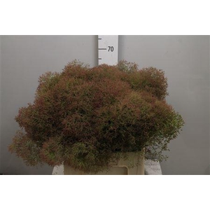 Cotinus C Young Lady De