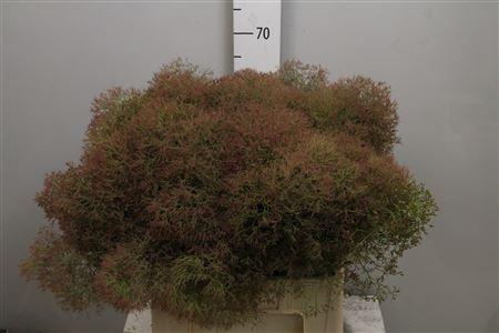 <h4>Cotinus C Young Lady De</h4>