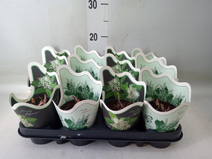 <h4>Convallaria majalis</h4>