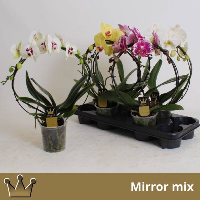 <h4>PHAL EL CASCADE</h4>