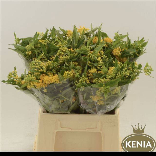 <h4>ASCL T HELLO YELLOW</h4>