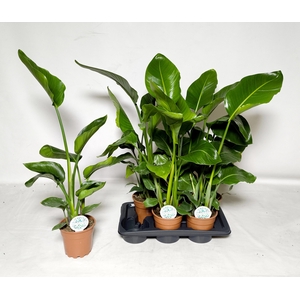 STRELITZIA NICOLAI