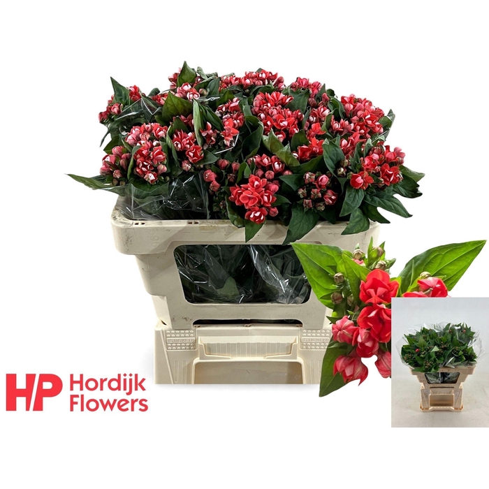 <h4>BOU DU CORAL</h4>