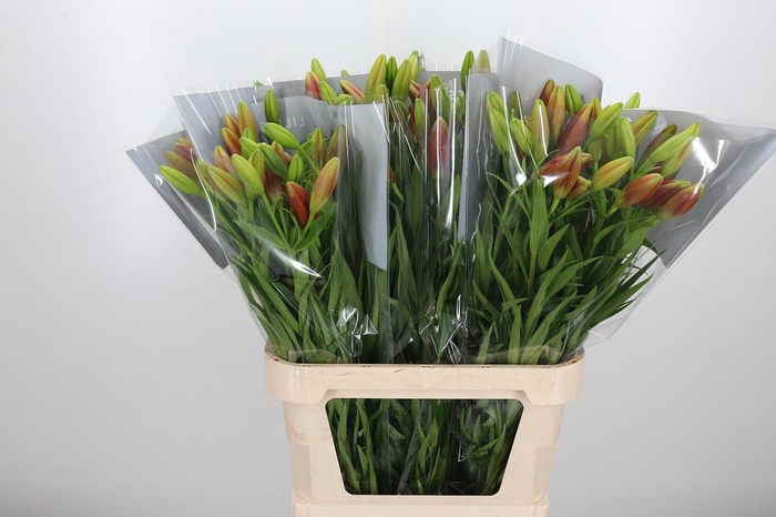 <h4>Li La Calabria</h4>