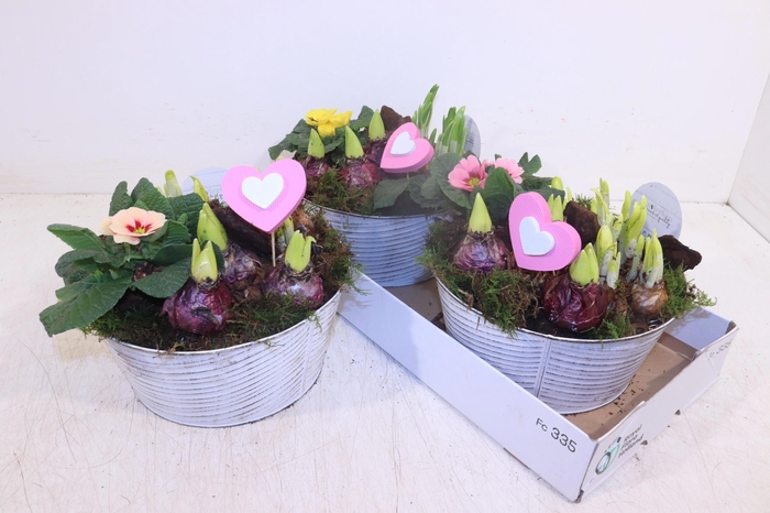 <h4>ARR TUINPLANTEN</h4>