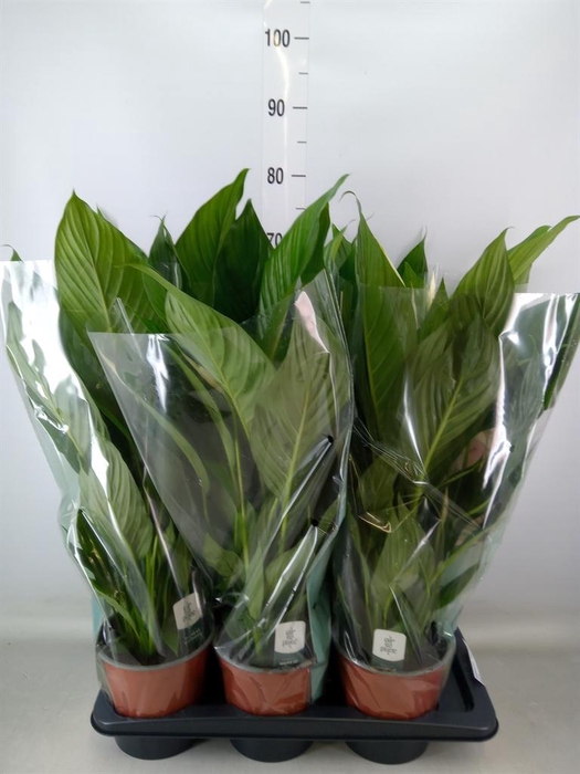 <h4>Spathiphyllum  'Bingo Cupido'</h4>