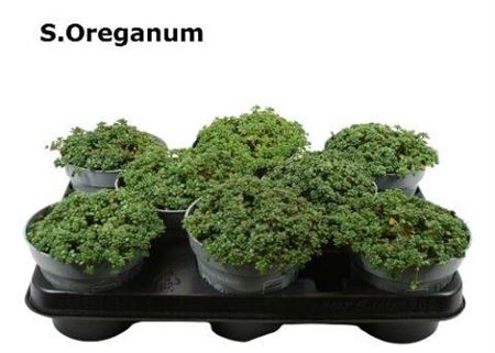 <h4>Sedum Oreganum</h4>