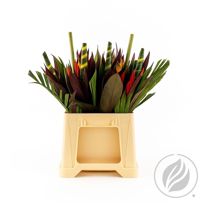 <h4>Heleconia Bq Dragon</h4>