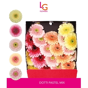 Dotti Pastel Mix - Fust 575