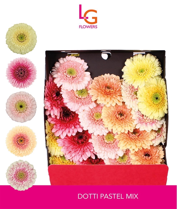 <h4>Dotti Pastel Mix - Fust 575</h4>