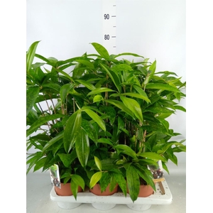 Dracaena surculosa