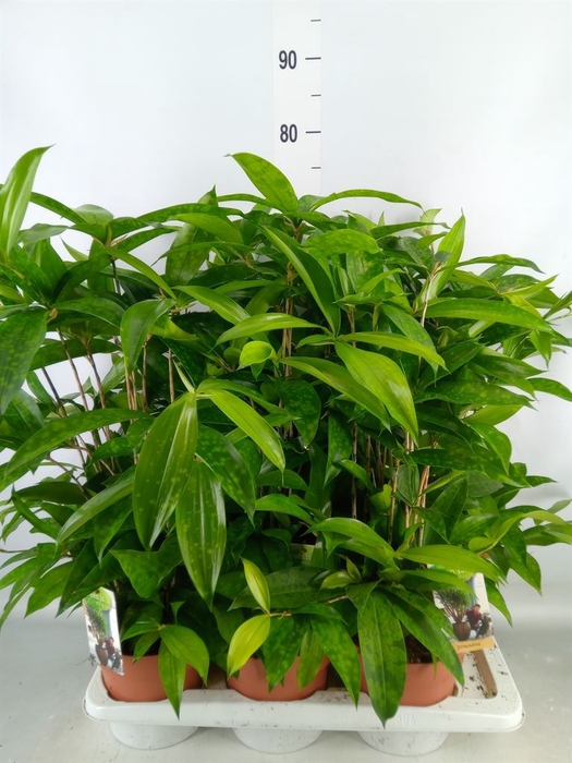 <h4>Dracaena surculosa</h4>