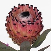 Protea Barb Snow Leopard