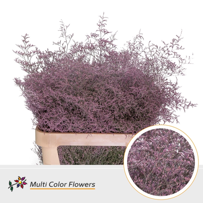 Limonium Beltlaard Rose nieuw